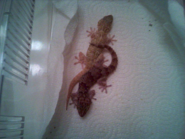 1.1 crocodile geckos